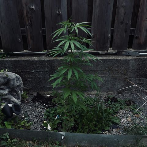 Royal Highness growlog timeline photo