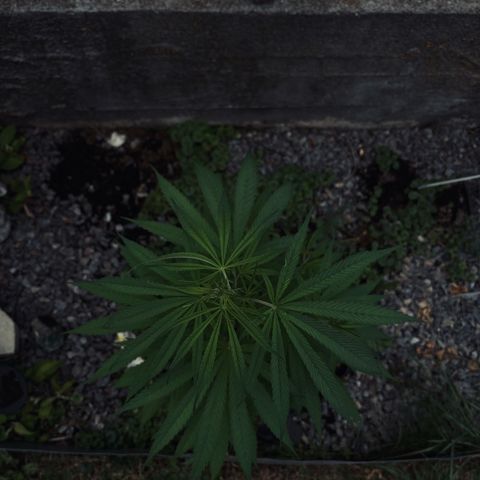 Royal Highness growlog timeline photo
