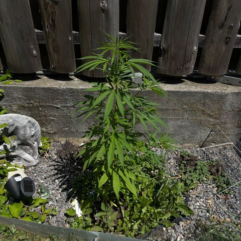Royal Highness growlog timeline photo
