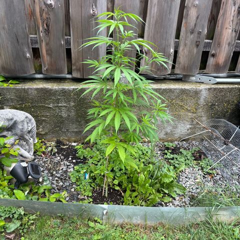 Royal Highness growlog timeline photo