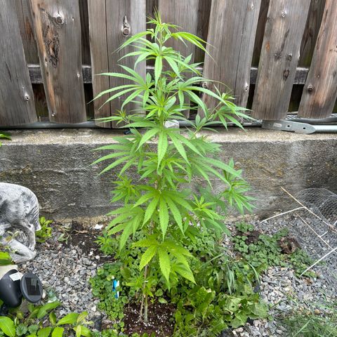 Royal Highness growlog timeline photo