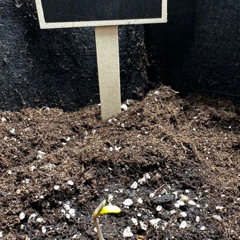 Banana Purple Punch Auto growlog timeline photo
