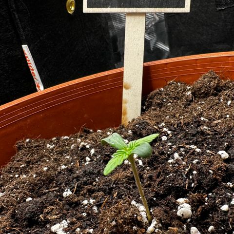 Purple Punch Auto growlog timeline photo