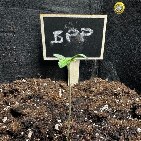 Banana Purple Punch Auto growlog timeline photo