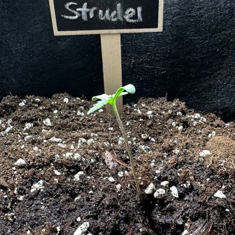 Apple Strudel Auto growlog timeline photo
