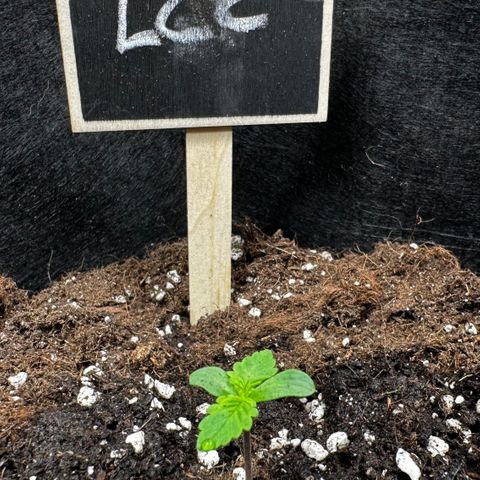 Lemon Cherry Cookie Auto growlog timeline photo