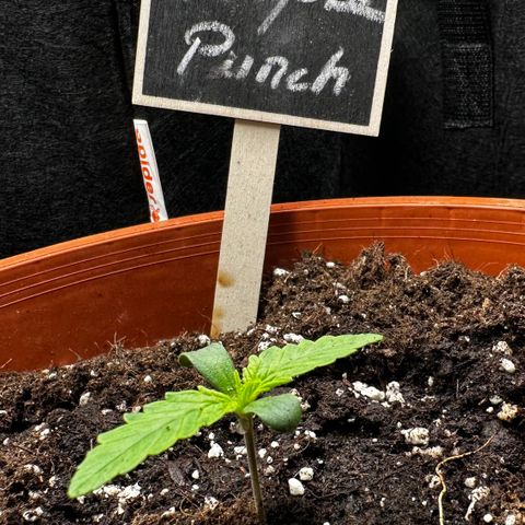 Purple Punch Auto growlog timeline photo