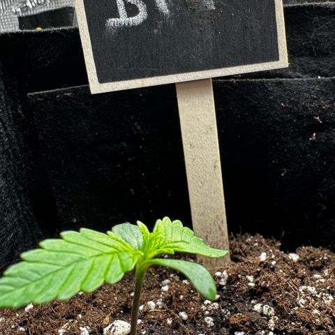 Banana Purple Punch Auto growlog timeline photo