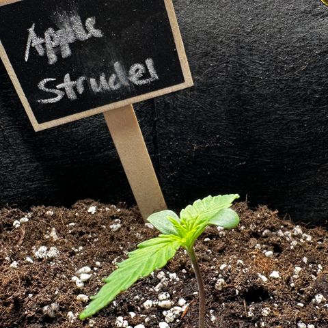 Apple Strudel Auto growlog timeline photo