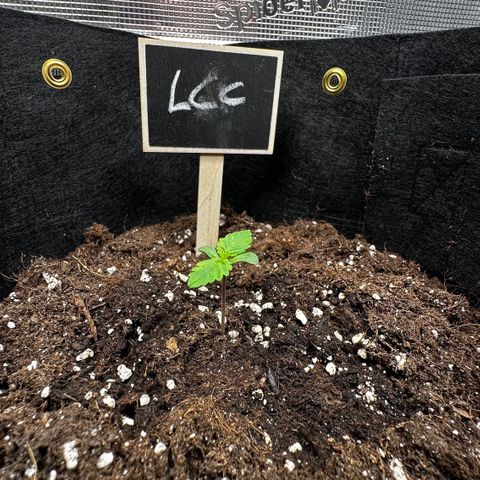 Lemon Cherry Cookie Auto growlog timeline photo
