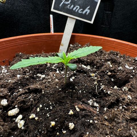Purple Punch Auto growlog timeline photo