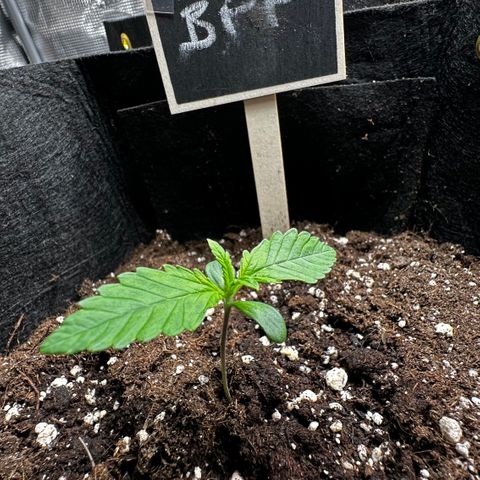 Banana Purple Punch Auto growlog timeline photo