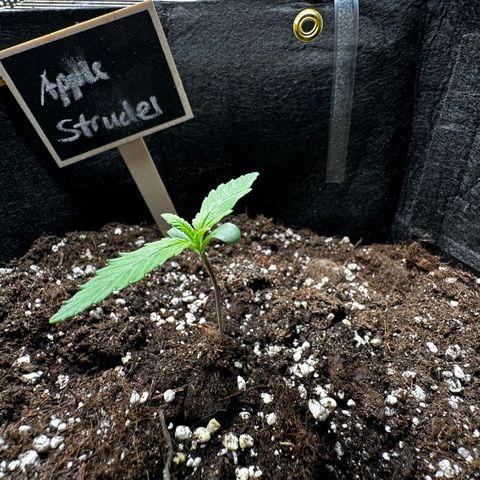 Apple Strudel Auto growlog timeline photo