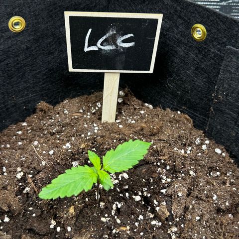 Lemon Cherry Cookie Auto growlog timeline photo