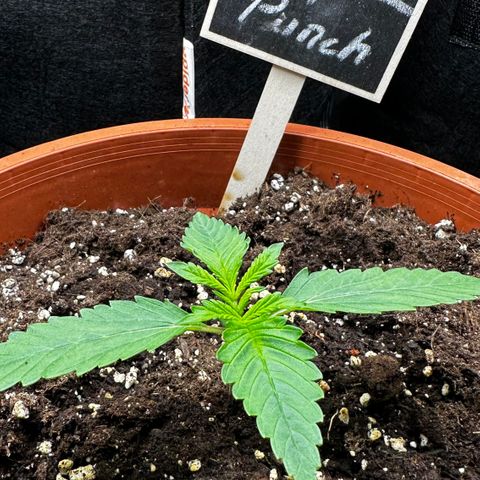 Purple Punch Auto growlog timeline photo