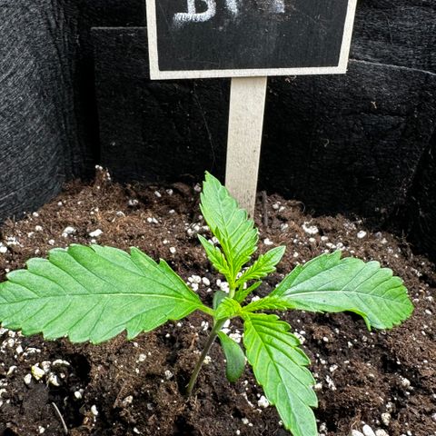 Banana Purple Punch Auto growlog timeline photo
