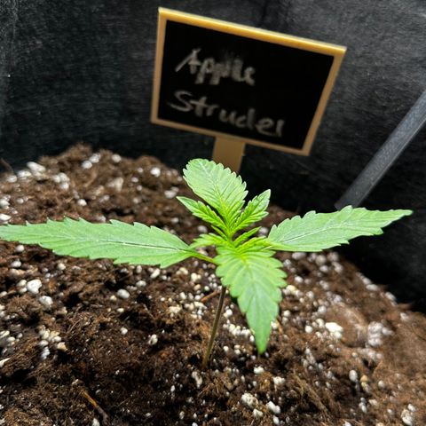 Apple Strudel Auto growlog timeline photo