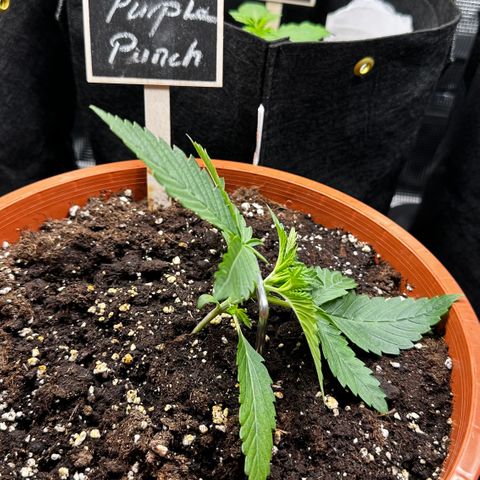 Purple Punch Auto growlog timeline photo