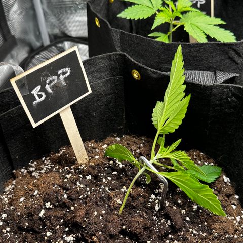 Banana Purple Punch Auto growlog timeline photo