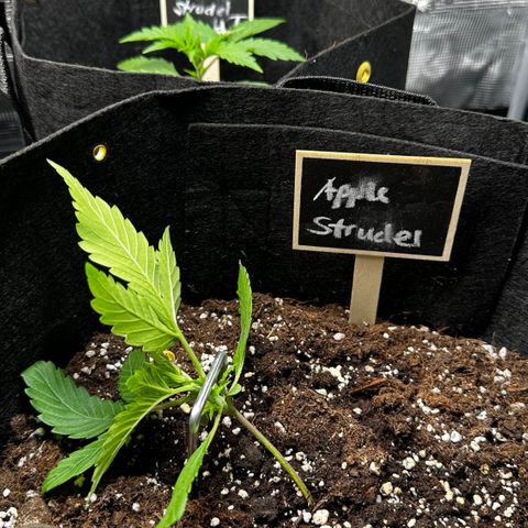 Apple Strudel Auto growlog timeline photo