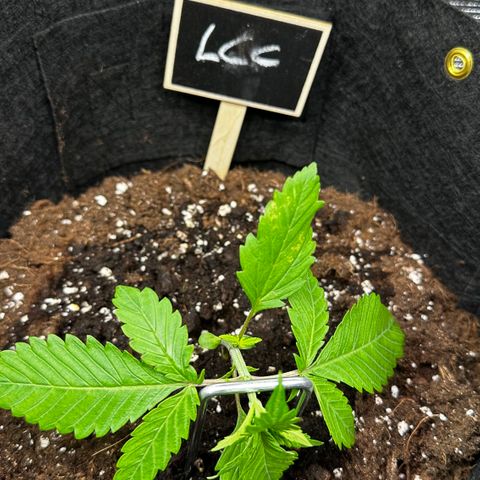 Lemon Cherry Cookie Auto growlog timeline photo