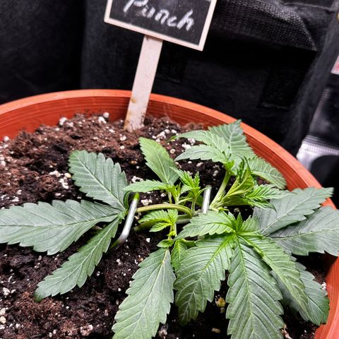 Purple Punch Auto growlog timeline photo