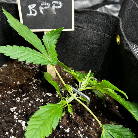 Banana Purple Punch Auto growlog timeline photo