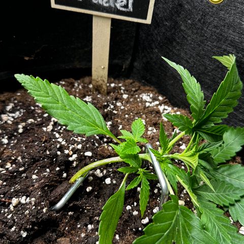 Apple Strudel Auto growlog timeline photo