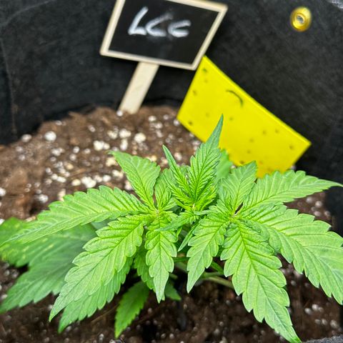 Lemon Cherry Cookie Auto growlog timeline photo