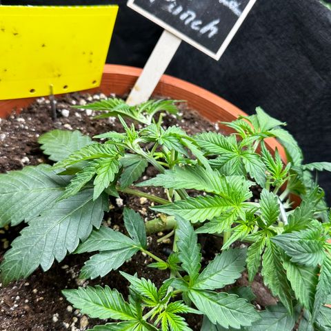 Purple Punch Auto growlog timeline photo