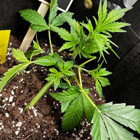 Banana Purple Punch Auto growlog timeline photo