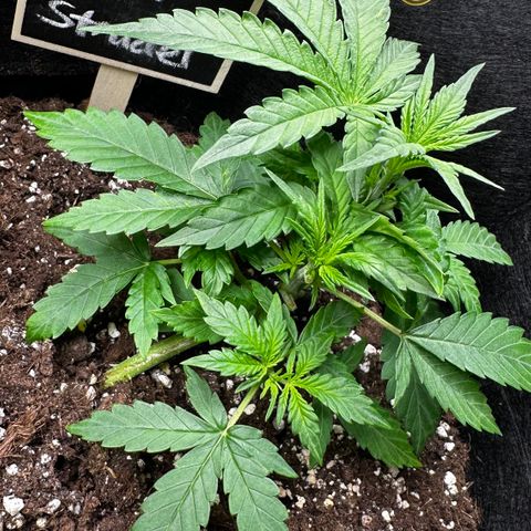 Apple Strudel Auto growlog timeline photo