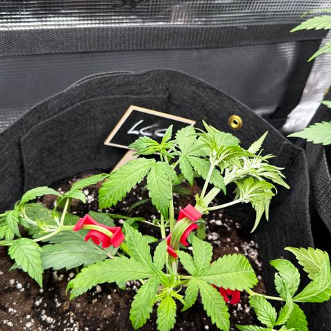Lemon Cherry Cookie Auto growlog timeline photo