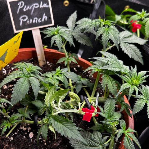 Purple Punch Auto growlog timeline photo