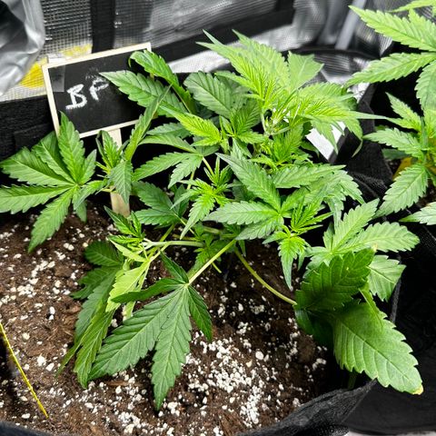 Banana Purple Punch Auto growlog timeline photo