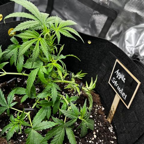 Apple Strudel Auto growlog timeline photo