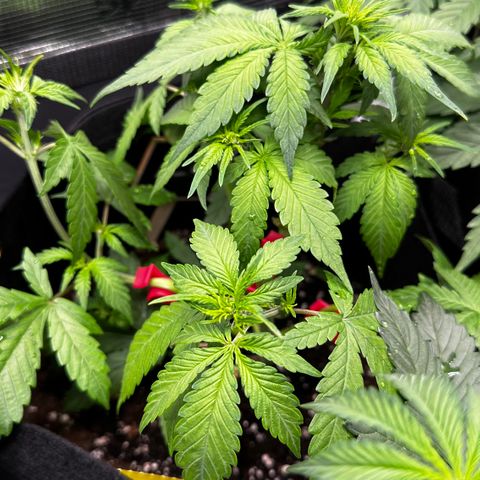 Lemon Cherry Cookie Auto growlog timeline photo