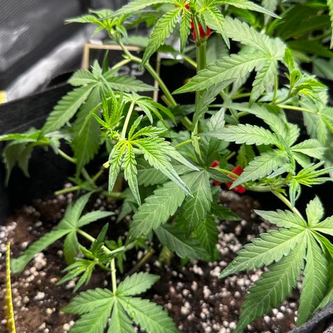 Banana Purple Punch Auto growlog timeline photo