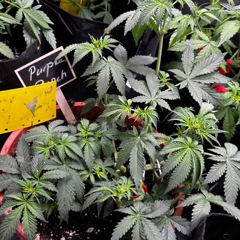Purple Punch Auto growlog timeline photo