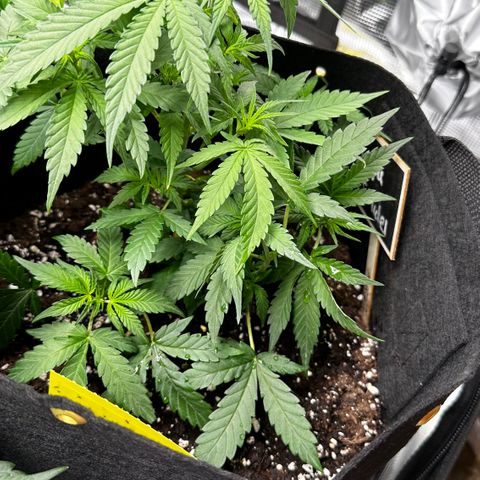 Apple Strudel Auto growlog timeline photo