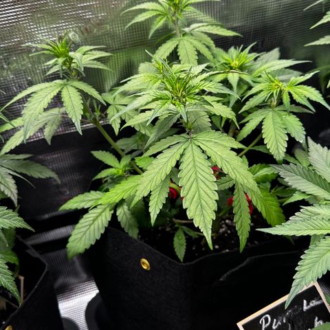 Lemon Cherry Cookie Auto growlog timeline photo