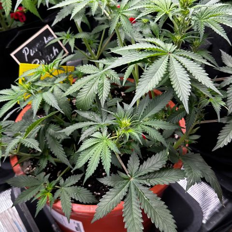 Purple Punch Auto growlog timeline photo