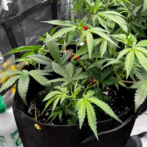Banana Purple Punch Auto growlog timeline photo
