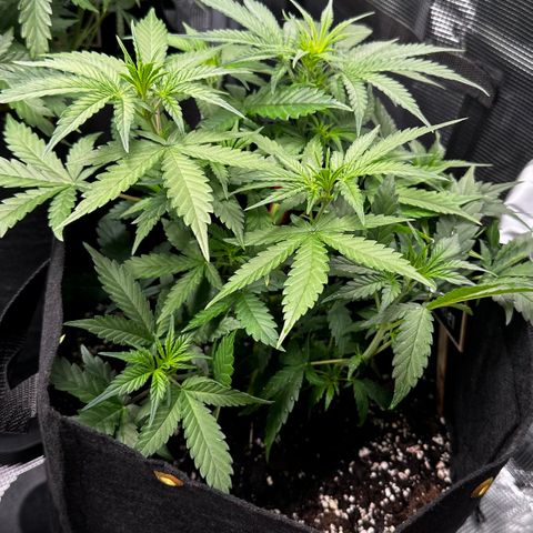 Apple Strudel Auto growlog timeline photo