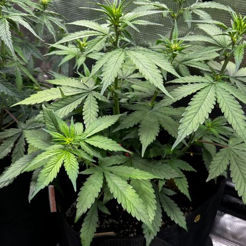 Lemon Cherry Cookie Auto growlog timeline photo