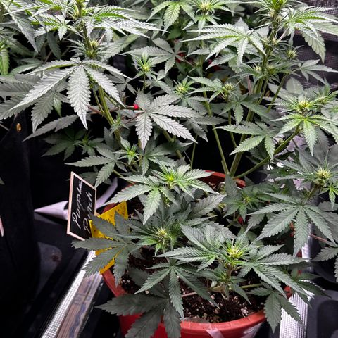 Purple Punch Auto growlog timeline photo