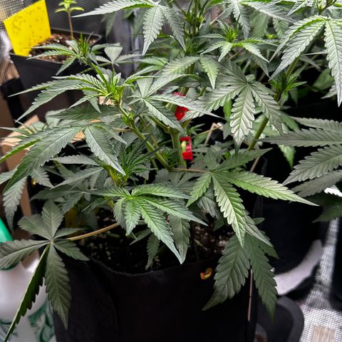 Banana Purple Punch Auto growlog timeline photo