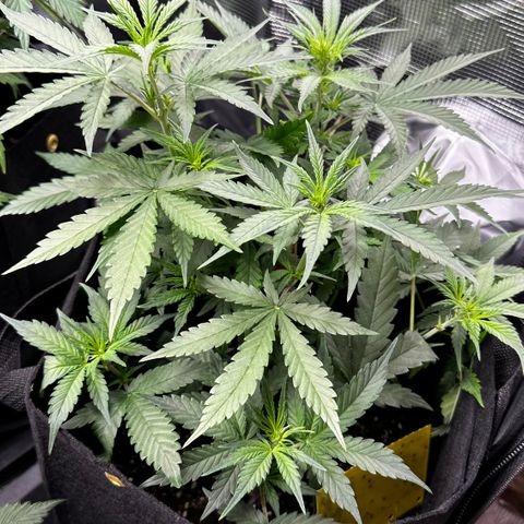 Apple Strudel Auto growlog timeline photo