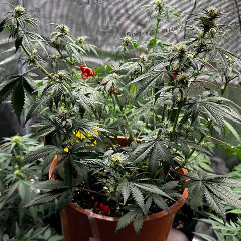 Purple Punch Auto growlog timeline photo