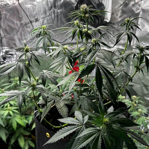 Banana Purple Punch Auto growlog timeline photo
